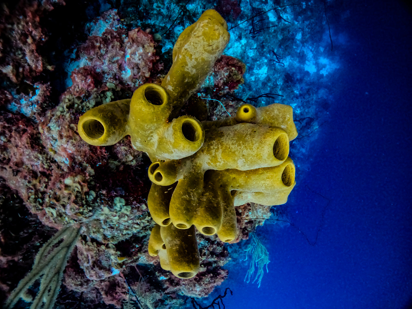 Cluster of Yellow Tube Sponges – Turneffe Atoll, Belize