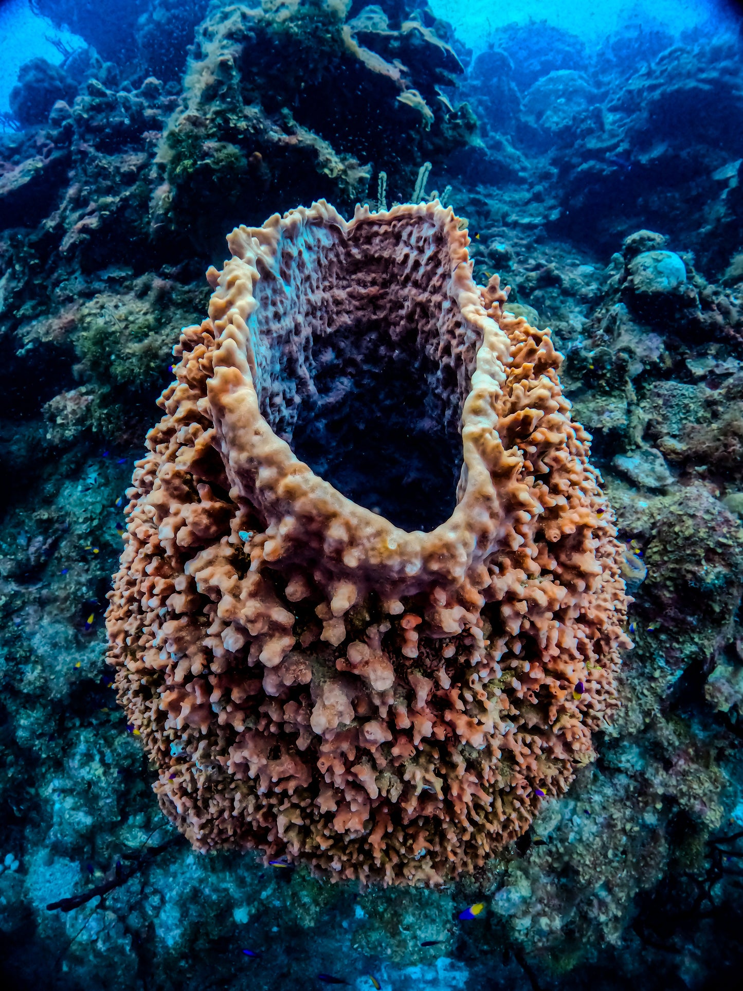 Giant Barrel Sponge – Half Moon, Belize