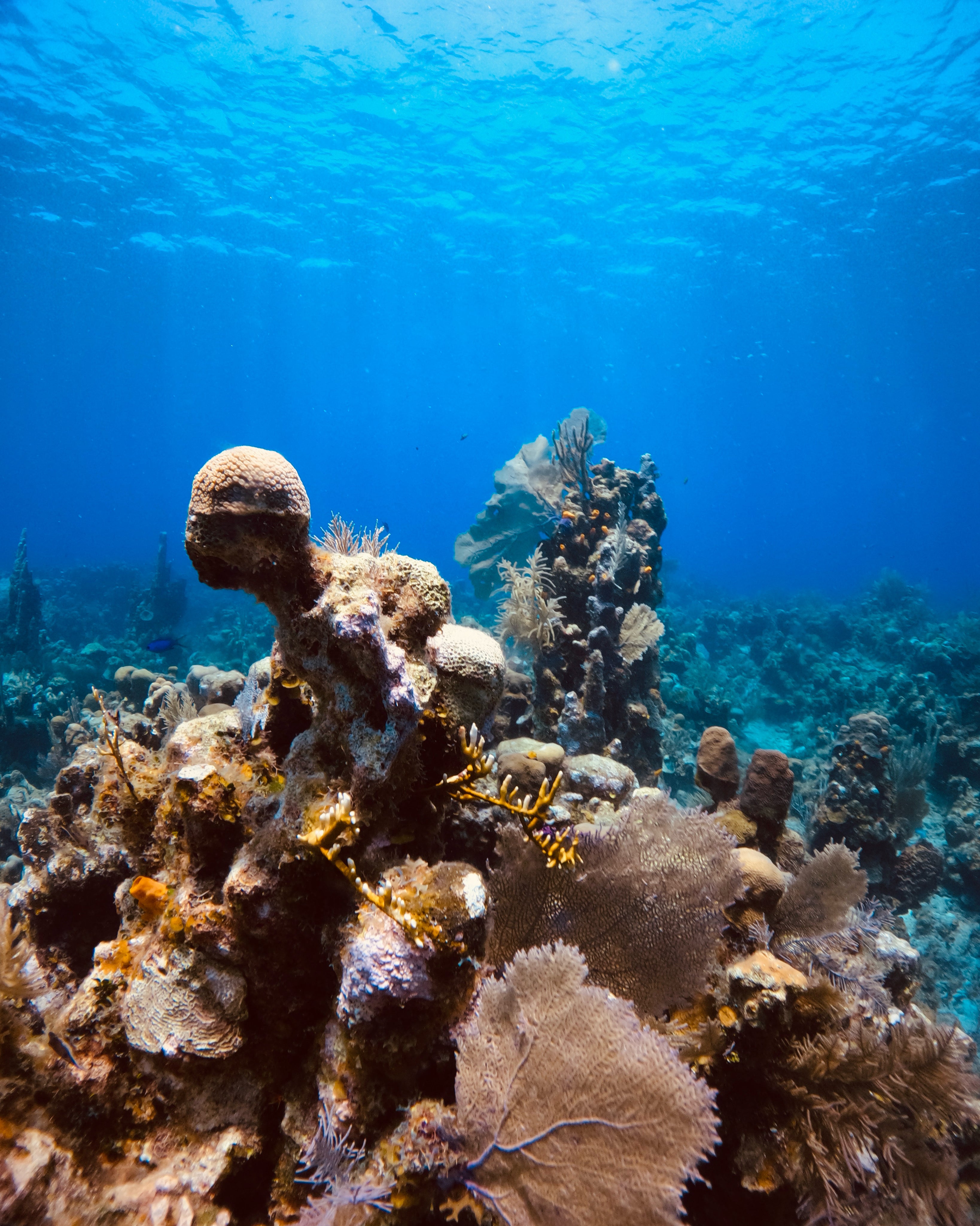 Underwater Coral Garden – Roatán, Honduras