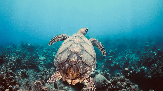 Hawksbill Turtle Over Coral Reef – Underwater Photography Print