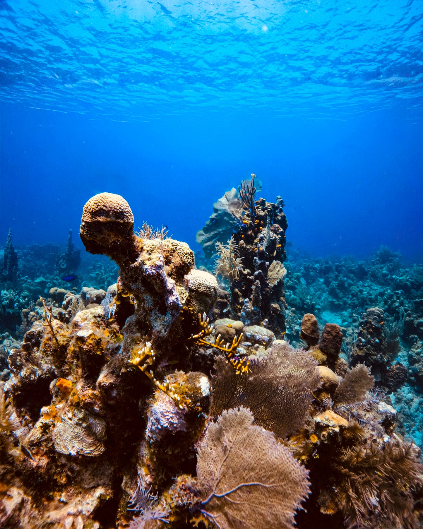 Underwater Coral Garden – Roatán, Honduras