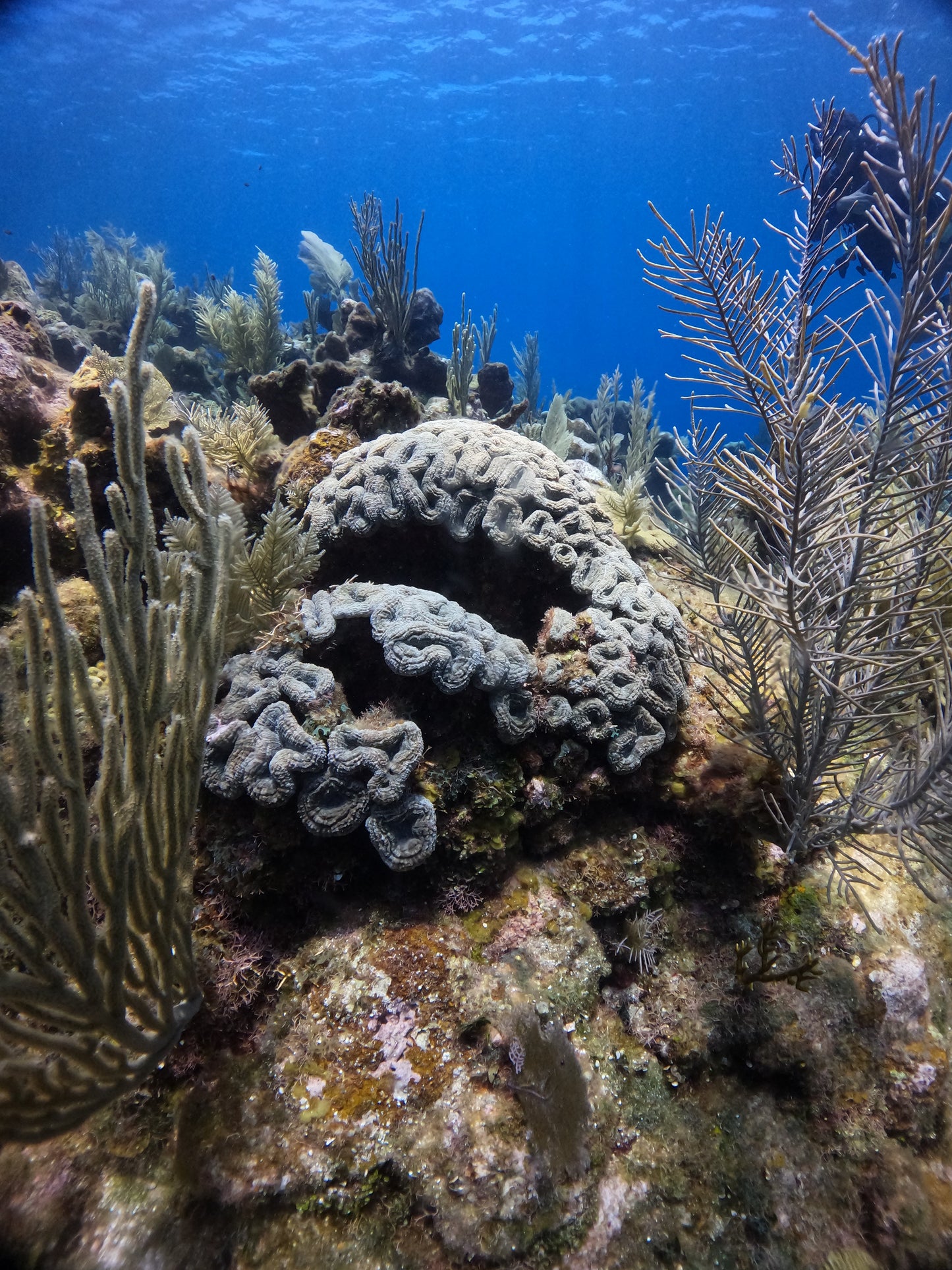 Whispers of the Reef