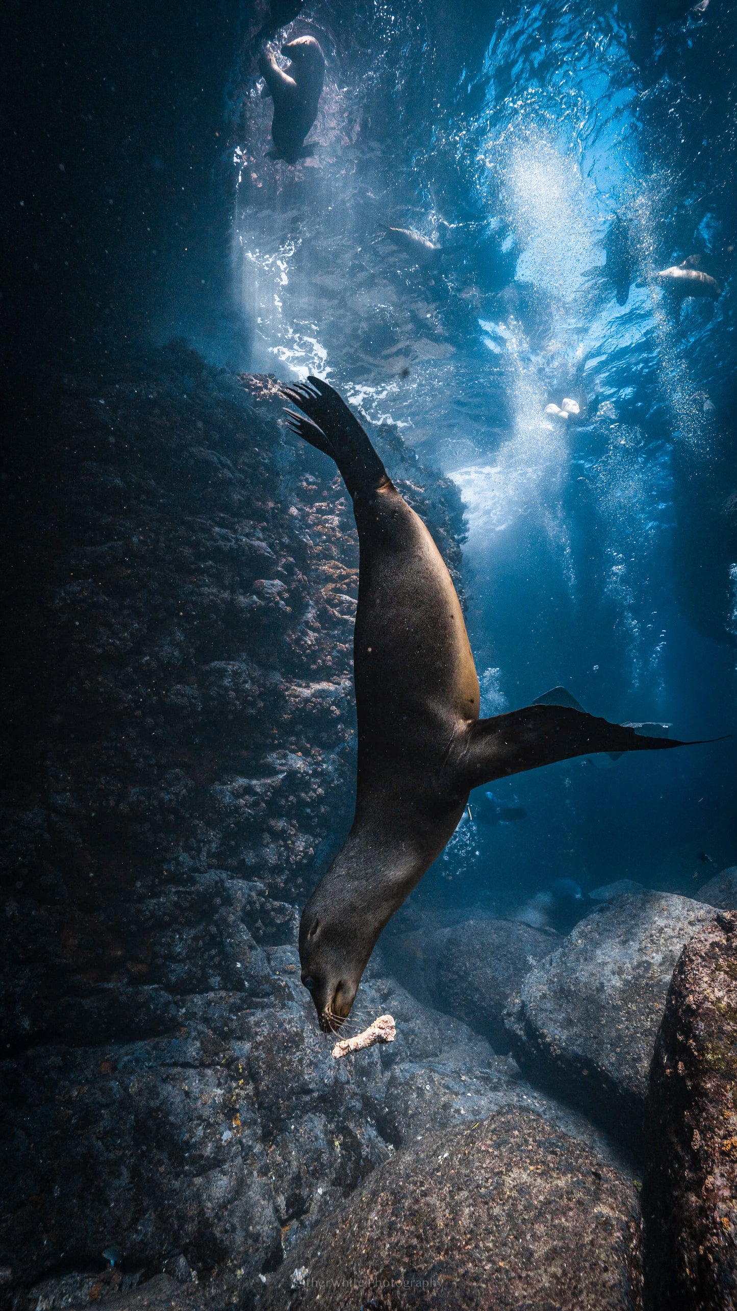 Sea Lion Ballet - Baja California
