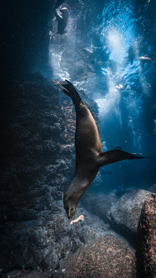 Sea Lion Ballet - Baja California