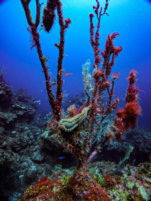 Bearded Fireworm on Reef Branch – Hol Chan Marine Reserve, Belize