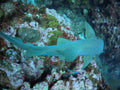 Nurse Shark Belize