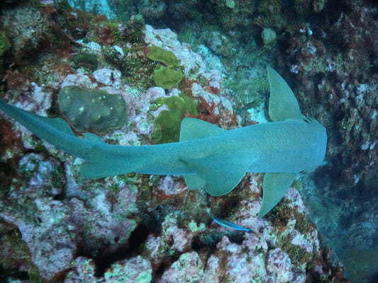Nurse Shark Belize
