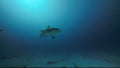 Silent Guardian — Shark Season ’25