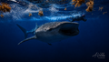 whale shark 2026