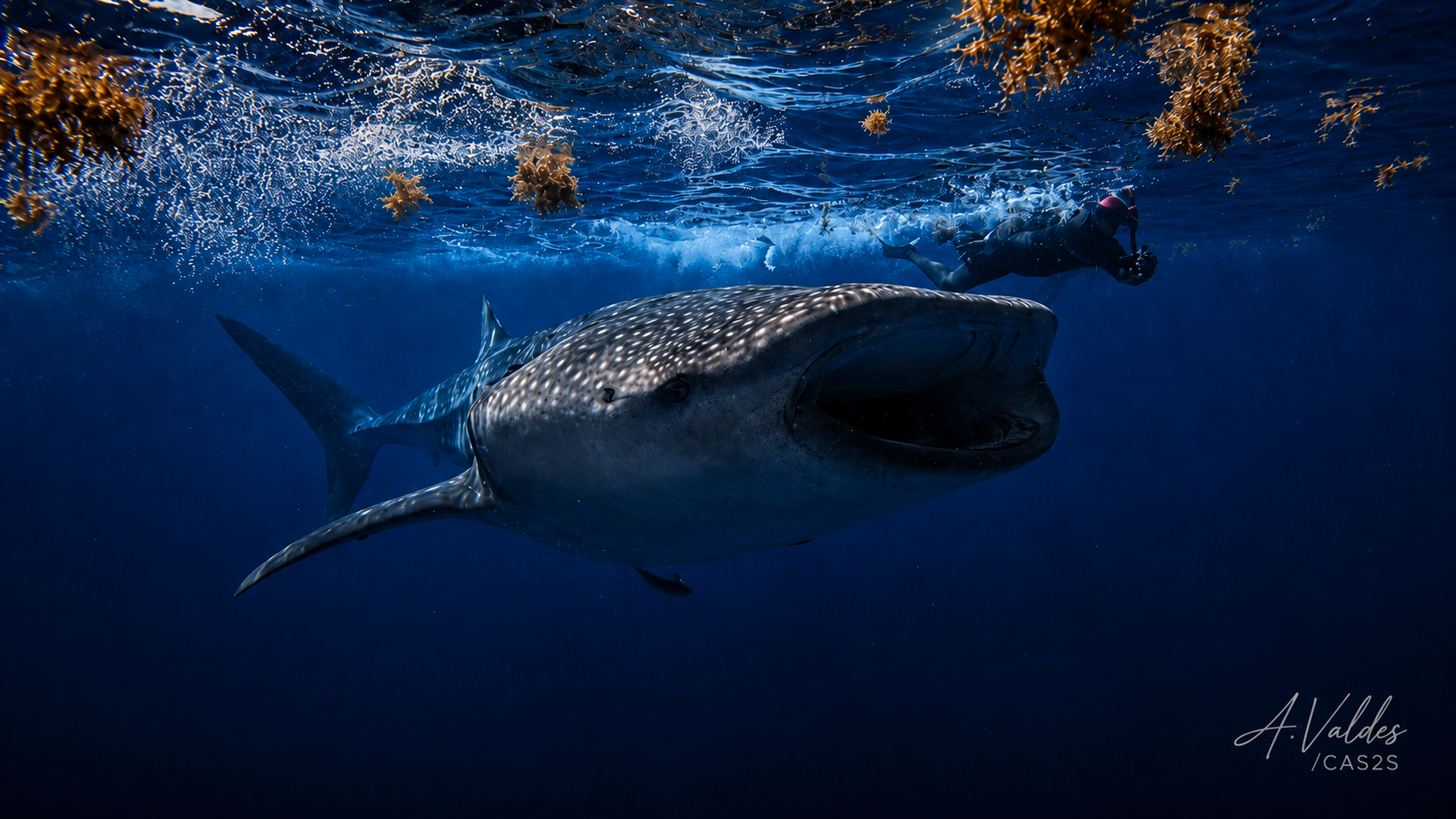 whale shark 2026