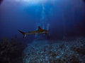 Reef Shark Silent Hunter of the Deep