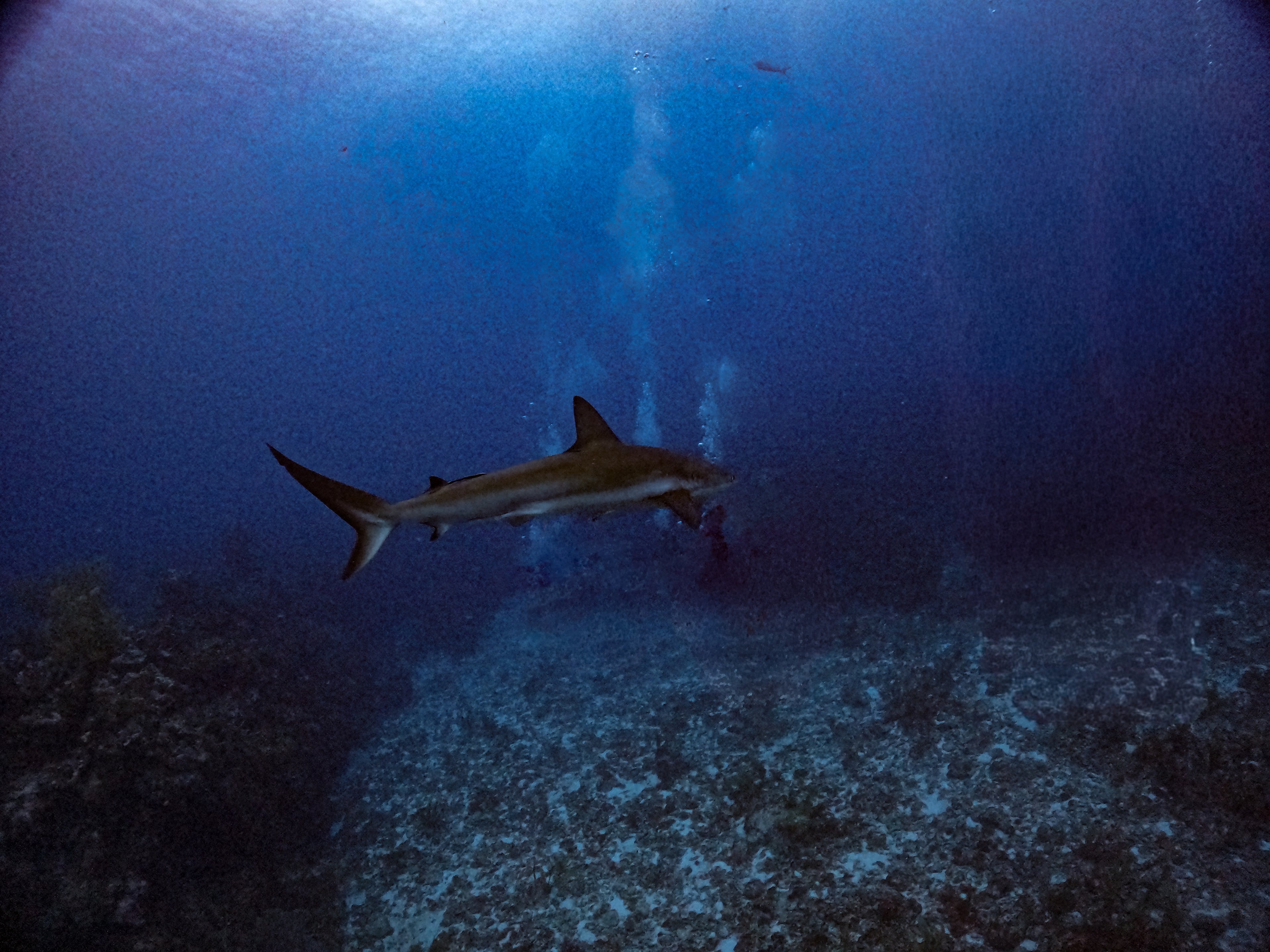 Reef Shark Silent Hunter of the Deep