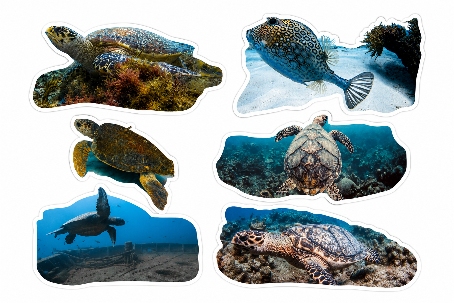 CAS2S Original Marine Life Sticker Pack – Mexico Collection (10 Random Stickers)
