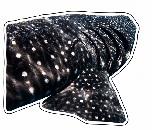 CAS2S Original Marine Life Sticker Pack – Mexico Collection (10 Random Stickers)