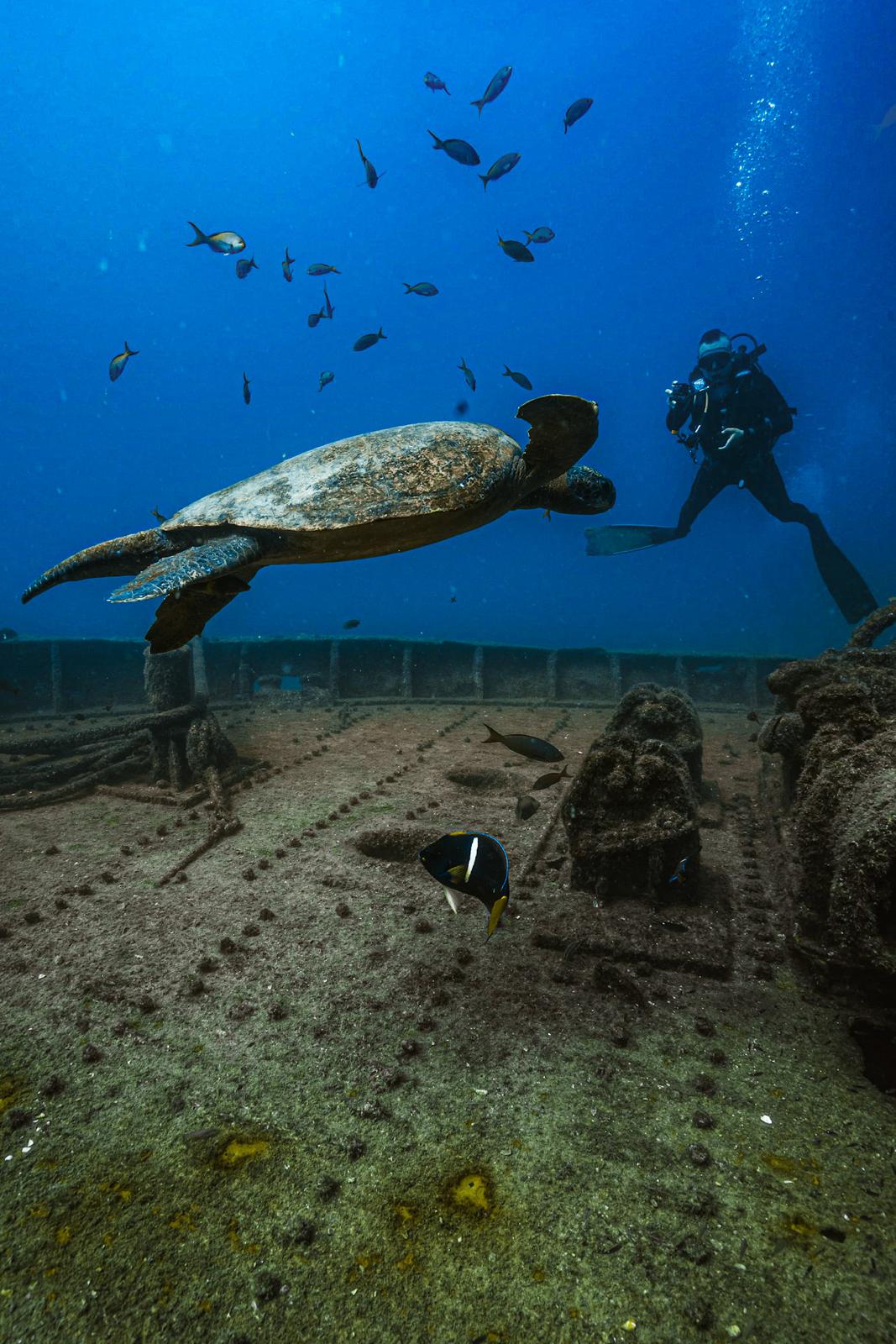 Shipwreck Turtle – La Paz, Baja California