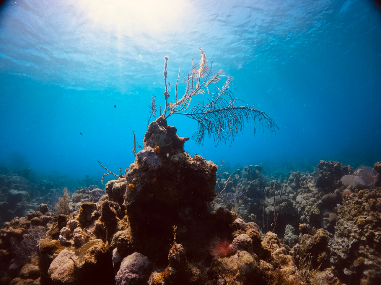 Roatán, Honduras – Coral Reef Depths
