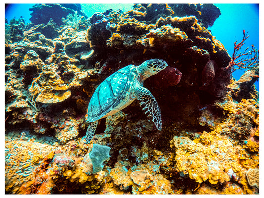 Omars Special / Roatan Honduras