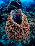 Giant Barrel Sponge – Half Moon, Belize