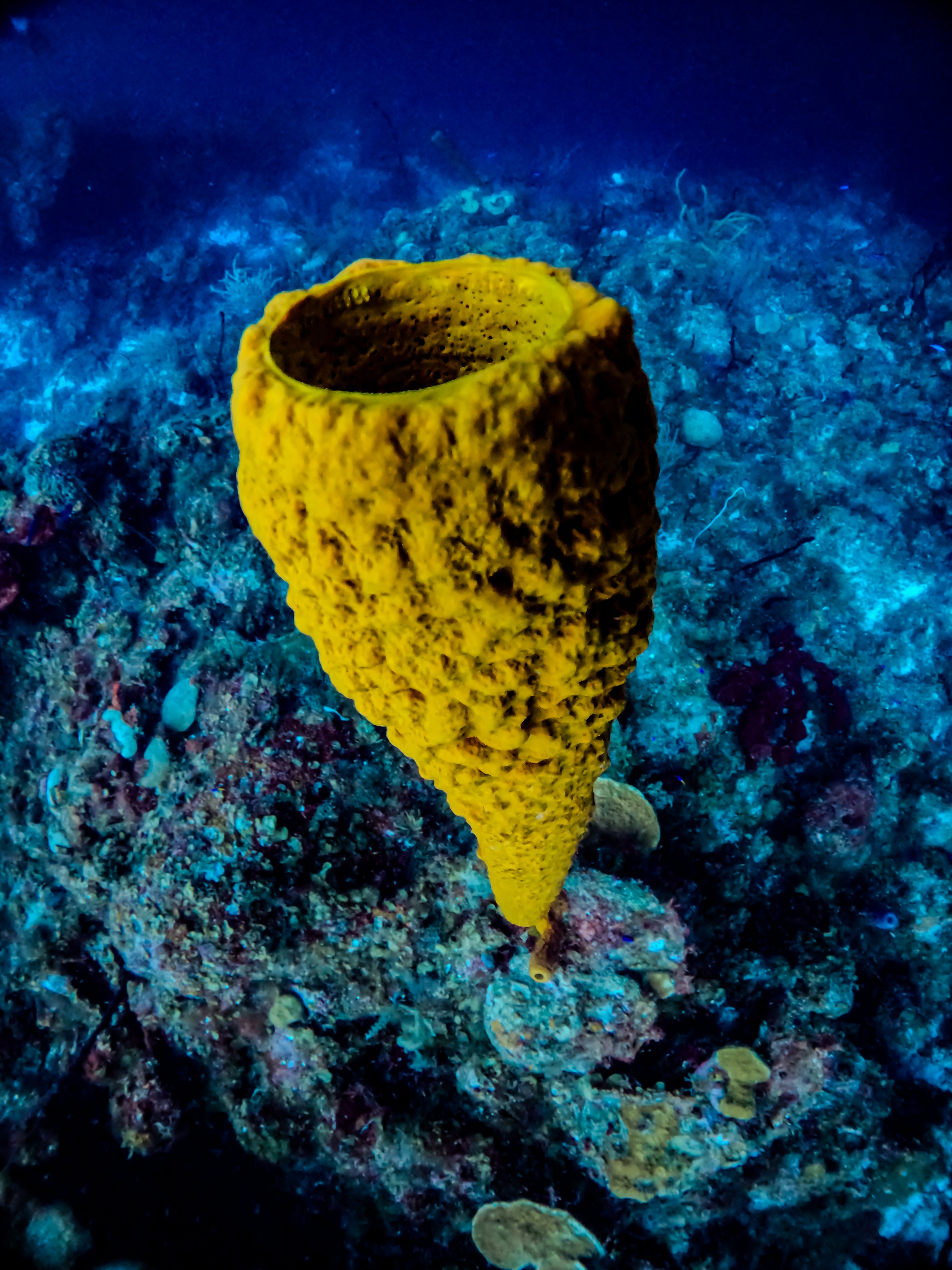 Yellow Tube Sponge – Turneffe Atoll, Belize