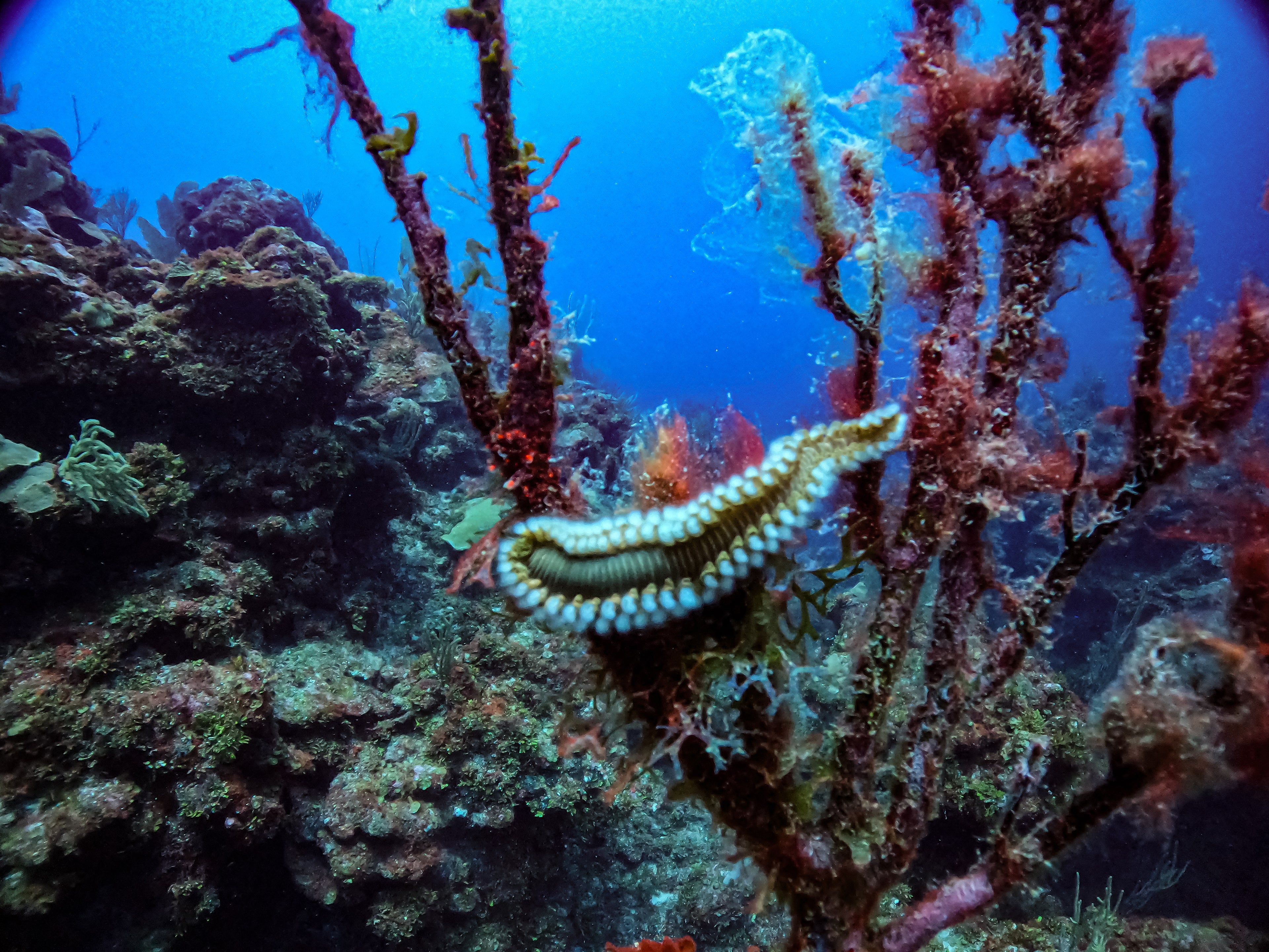 Bearded Fireworm on Reef Branch – Hol Chan Marine Reserve, Belize