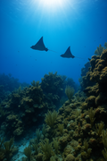 Grace in the blue - Eagle Rays of Roatan Honduras